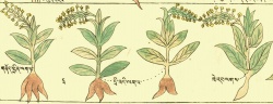 Ятрышник, разные виды Orchis sp. div. 27-93,94,95).jpg