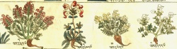 Мытник Pedicularis sp. div. (26-46,47,48,49).jpg