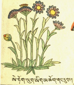 Астра алтайская Aster altaicus Willd. (27-20).jpg