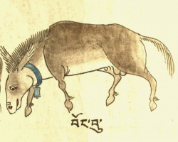 Осел Equus asinus L. (mas) (21-78).jpg