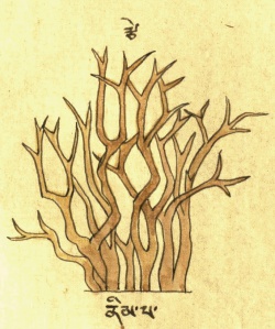 Азадирахта индийская Azadirachta indica A.Juss. (29-25).jpg