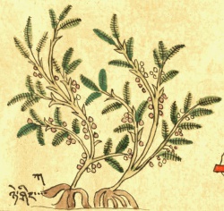 Спаржа кистистая Asparagus racemosus Willd. (28-3).jpg