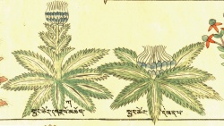 Бодяк, разные виды Cirsium sp. div. (27-99,100).jpg