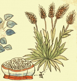 Пшеница Triticum sp. (21-8).jpg