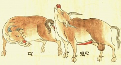 Корова BostaurusL. (21-79,80).jpg