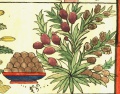 Мускатное дерево Myristica fragrans Houtt. (24-44).jpg
