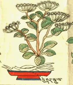Девясил кистистый Inula racemosa Hook. (25-37).jpg