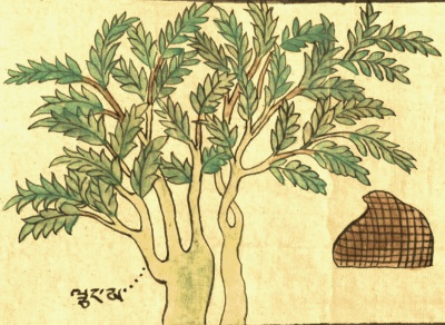 Ива Salix sp. div. (30-4).jpg