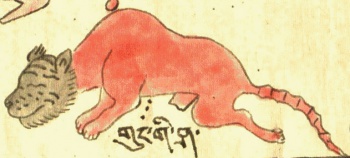 Каракал Felis (Lynx) caracal Schreber Мясо (31-53).jpg