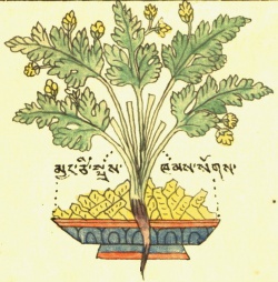 Коптис китайский Coptis chinensis Franch. (27-13).jpg