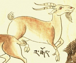 Коза дикая (тар) Hemitragus jemlahicus H.Smith (21-45).jpg