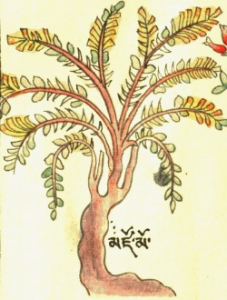 Цезальпиния саппан Caesalpinia sappan L. (27-47).jpg