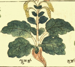 Ревень дланевидный Rheum palmatum L. (27-106).jpg