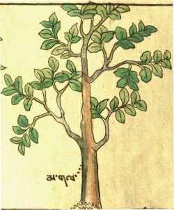 Тополь белый Populus alba L. (29-36).jpg