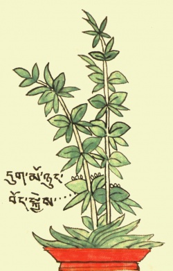 Ластовник Cynanchum vincetoxicum Pers. (24-71).jpg