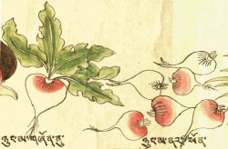 Репа Brassica rapa L. (21-154,155).jpg