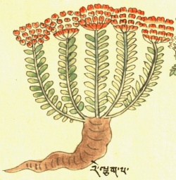 Стеллера карликовая Stellera chamaejasme L. (27-110).jpg