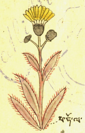 Козелец Scorzonera sp. div. (29-99).jpg