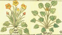Лютик Ranunculus sp. div. (27-74,75).jpg