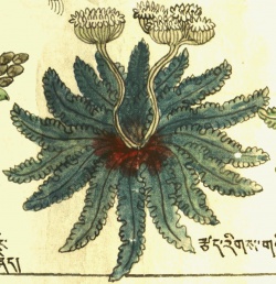 Реброплодник Pleurospermum sp. (26-35).jpg