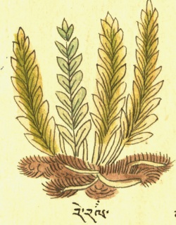 Щитовник пахучий Dryopteris fragrans (L.) Schott (27-34.jpg