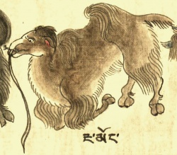 Верблюд двугорбый Camelus bactrianus L. (21-76).jpg