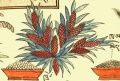 Просо посевное Panicum miliaceum L. (21-4).jpg