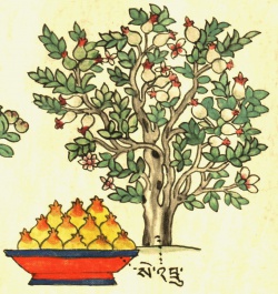 Гранатовое дерево Punica granatum L. (24-81).jpg