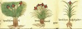 Касатик, разные виды Iris sp. div. (26-72, 73, 74).jpg