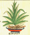 Аир болотный Acorus calamus L. (25-43).jpg