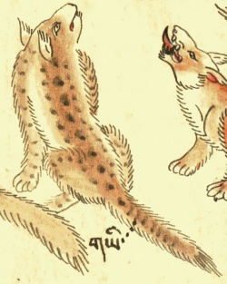 Рысь Felis (Lynx) lynx isabellina Blyth (21-60).jpg