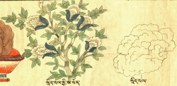 Хлопчатник травянистый Gossypium herbaceum L. (30-78,79).jpg