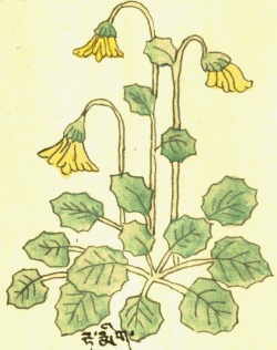 Фиалка двухцветковая Viola biflora L (27-45).jpg