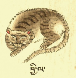 Кошка домашняя Felis catus domestica (21-87).jpg