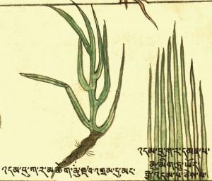 Камыш Scirpus sp. div. (26-89,90).jpg